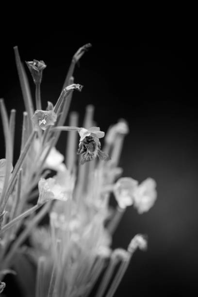 istock Bee on a Rose Bay Willow Herb flower 804369160