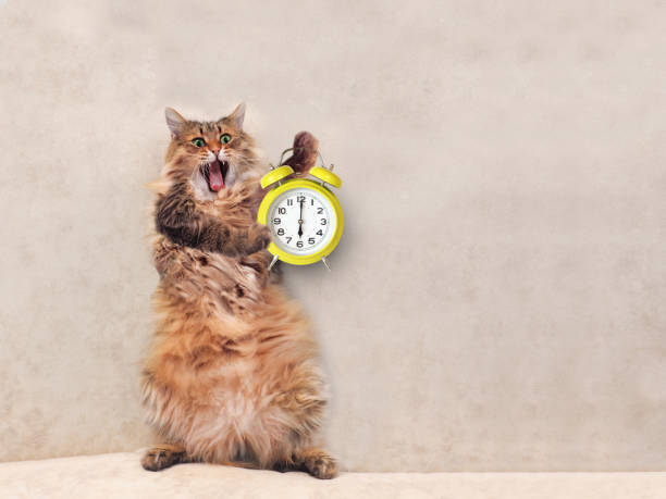 el gran gato peludo es muy divertido standing.clock 1 - reloj cuco fotografías e imágenes de stock