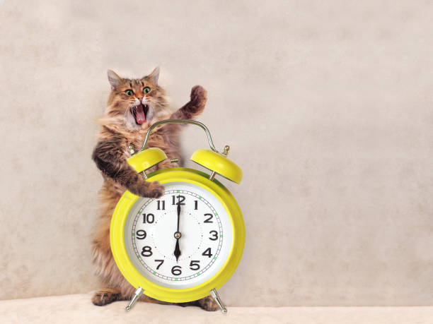 istock The big shaggy cat is very funny standing.clock 1 804380156