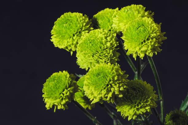 Green chrysanthemum bouquet stock photo