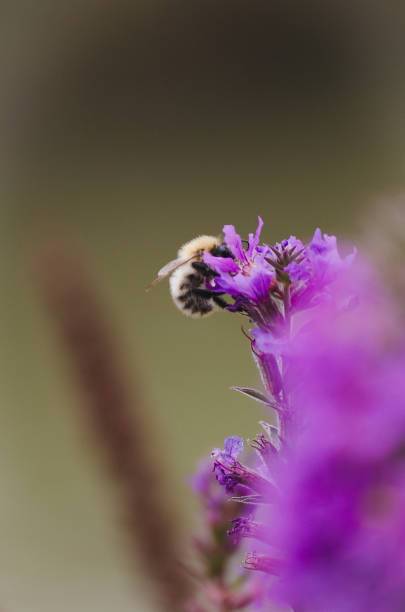 bumblebee pollinating purple flower stock photo
