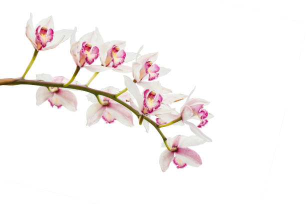istock beautiful white orchid isolated on background 804385268
