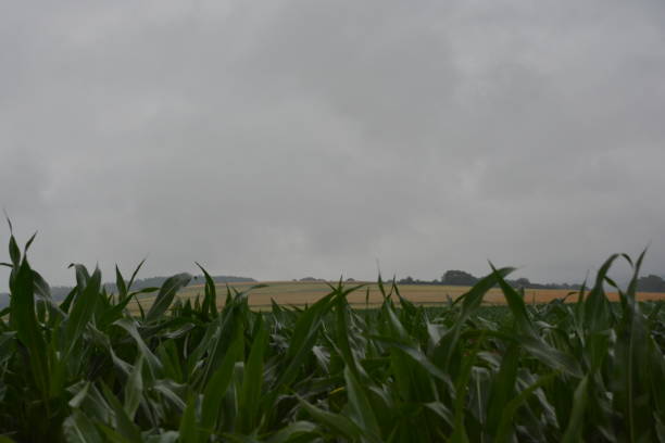 regen über wald und feld - essen und photos et images de collection