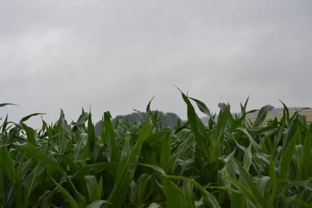 regen über wald und feld - essen und photos et images de collection