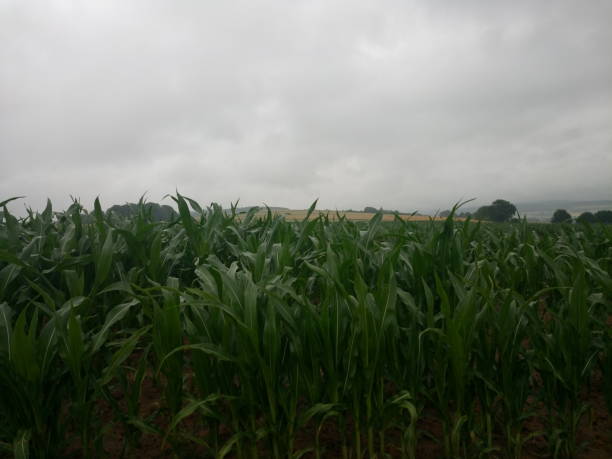 regen über wald und feld - essen und photos et images de collection