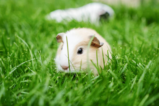 istock Baby guinea pigs on glassy field 804392078