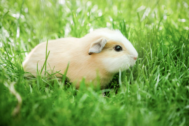 Close-up of crested baby guinea pig on glassy field