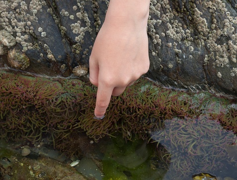 Child touching a sea anemone in a rockpool, Cornwall, England