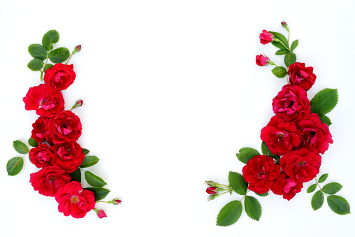 Frame of red roses on a white background with space for text. Flat lay