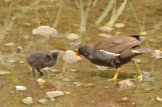 Adult moorhen feeding moorhen chick. stock photo