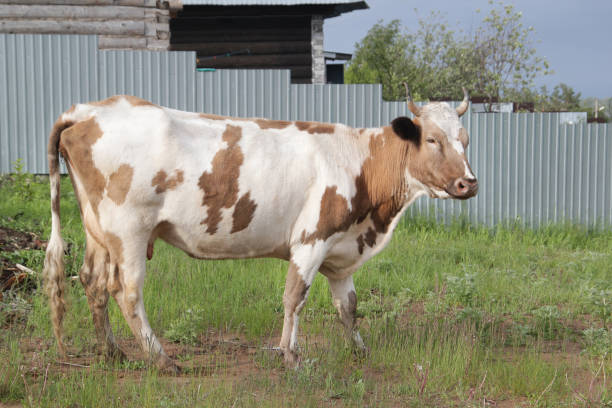 istock The cow walks alone in the village 804411086
