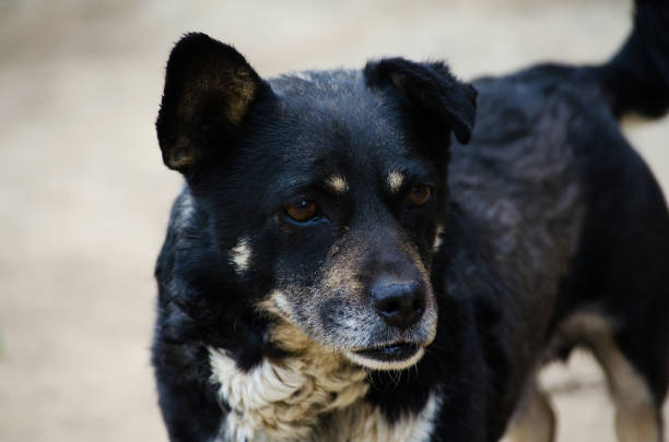 istock A little black dog with happy 804411110