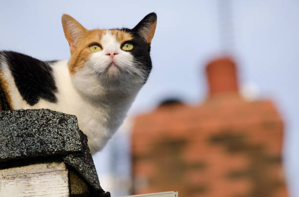 cat on the roof stock photo