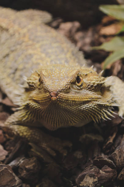 bearded dragon, reptile pet stock photo