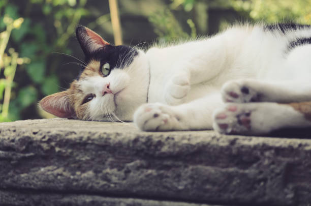 beautiful calico cat lying on the stone stock photo