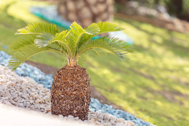 istock small palm tree with rocks in hotel resort 804423786