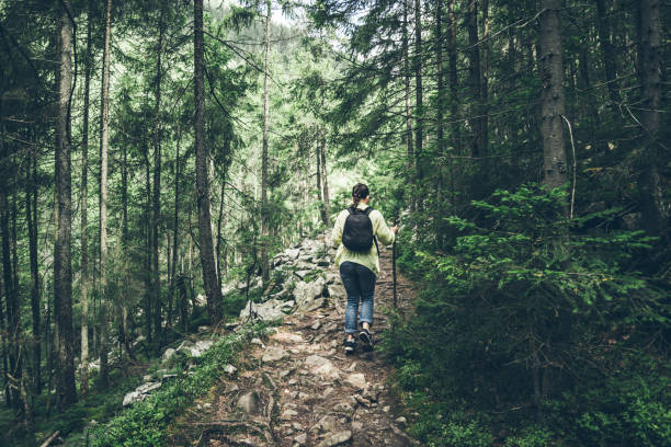 istock Young lady hiker with backpack walking in carpathian 804426176