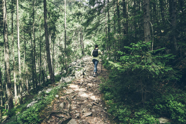 istock Young lady hiker with backpack walking in carpathian 804426342