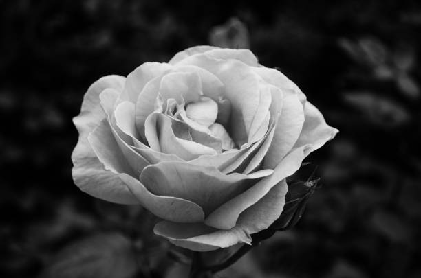 istock Rose in the garden nature 804426868