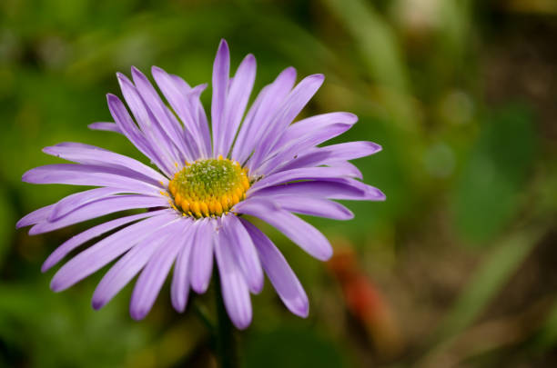 istock Violet chamomile in the nature 804431530