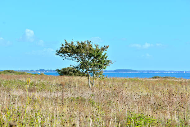 istock Field with tree and wild grasses 804432722