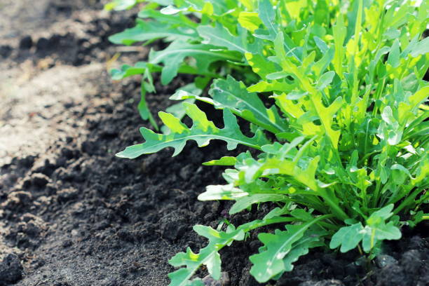 istock Arugula plant growing in organic vegetable garden. 804432774