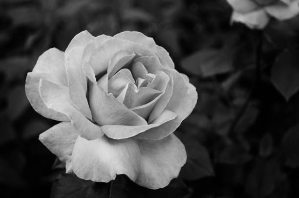 istock Pink rose in the garden nature 804435188