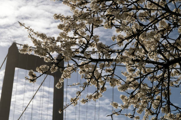Bridge and Hawthorn Flowers