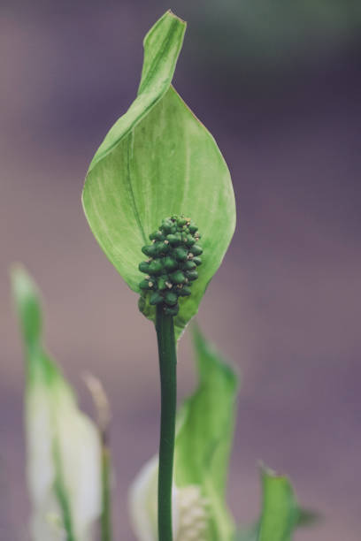 Peace lily (Spathiphyllum cochlearispathum) stock photo