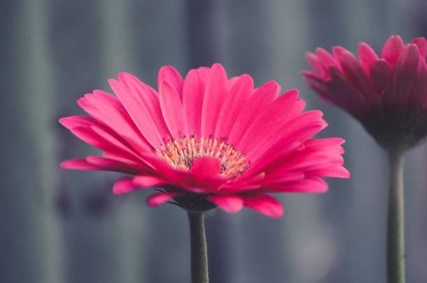 pink gerber flower from a side stock photo