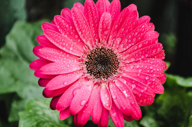 closeup of a wet gerber flower stock photo