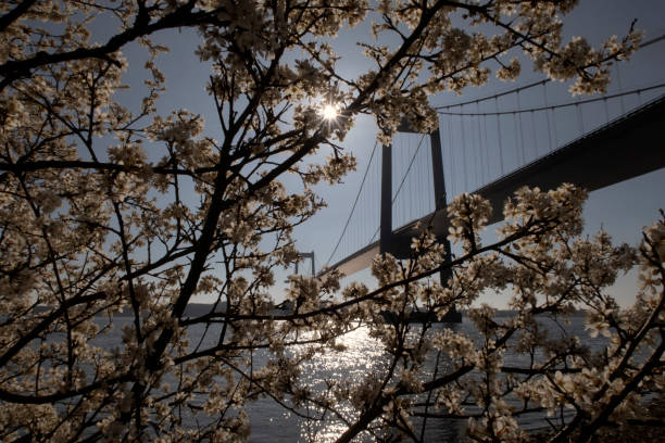 Bridge and Hawthorn Flowers