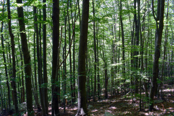 istock Trees in the forest The Montseny 804439506