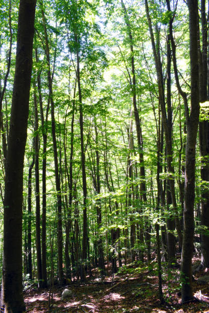 istock Trees in the forest The Montseny 804439528
