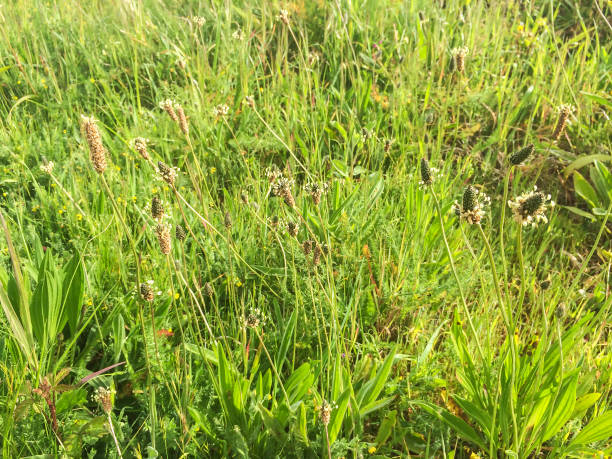 istock Narrowleaf or ribwort plantain, ribleaf 804445190