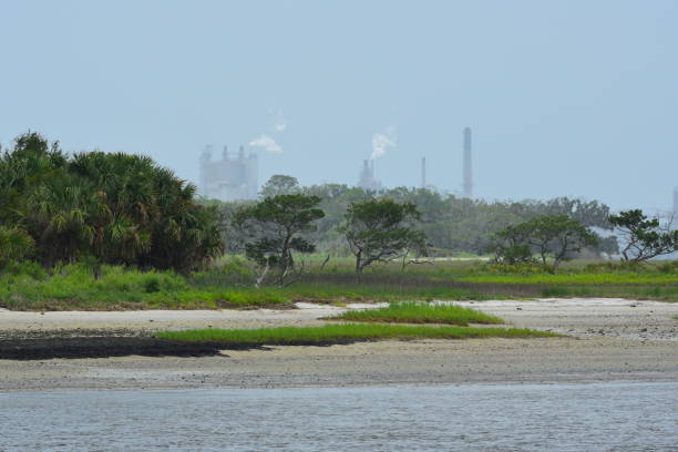istock Wood processing facility behind sensitive coastal habitat 804455048