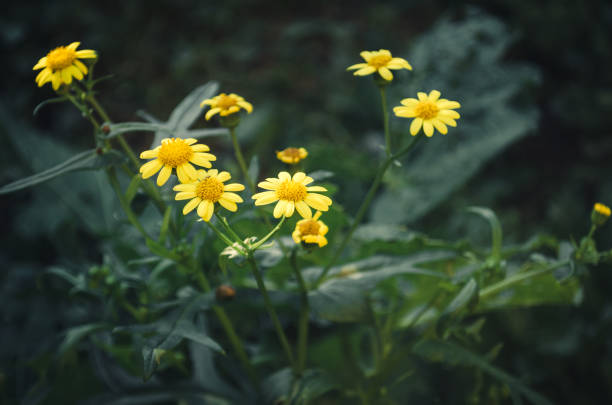 small yellow wild flowers stock photo