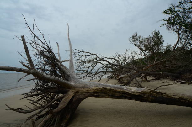 istock Upturned, toppled trees on eroded coastal forest that's now a beach 804455724