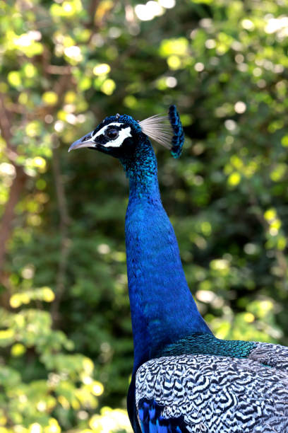 istock male peacock is looking for female 804455896