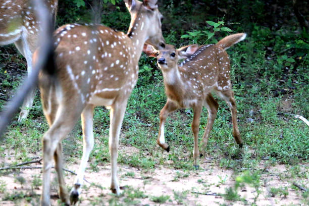 istock Sika deer family  in Sri Lanka 804456062