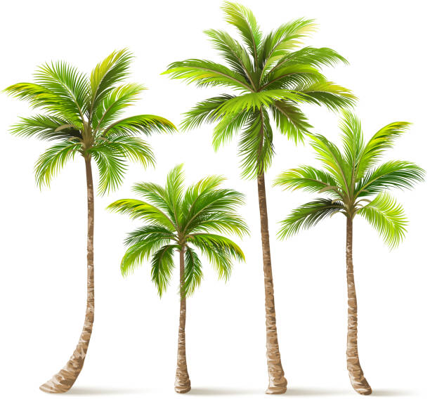 ilustraciones, imágenes clip art, dibujos animados e iconos de stock de conjunto de árboles de palma. vector de - palma