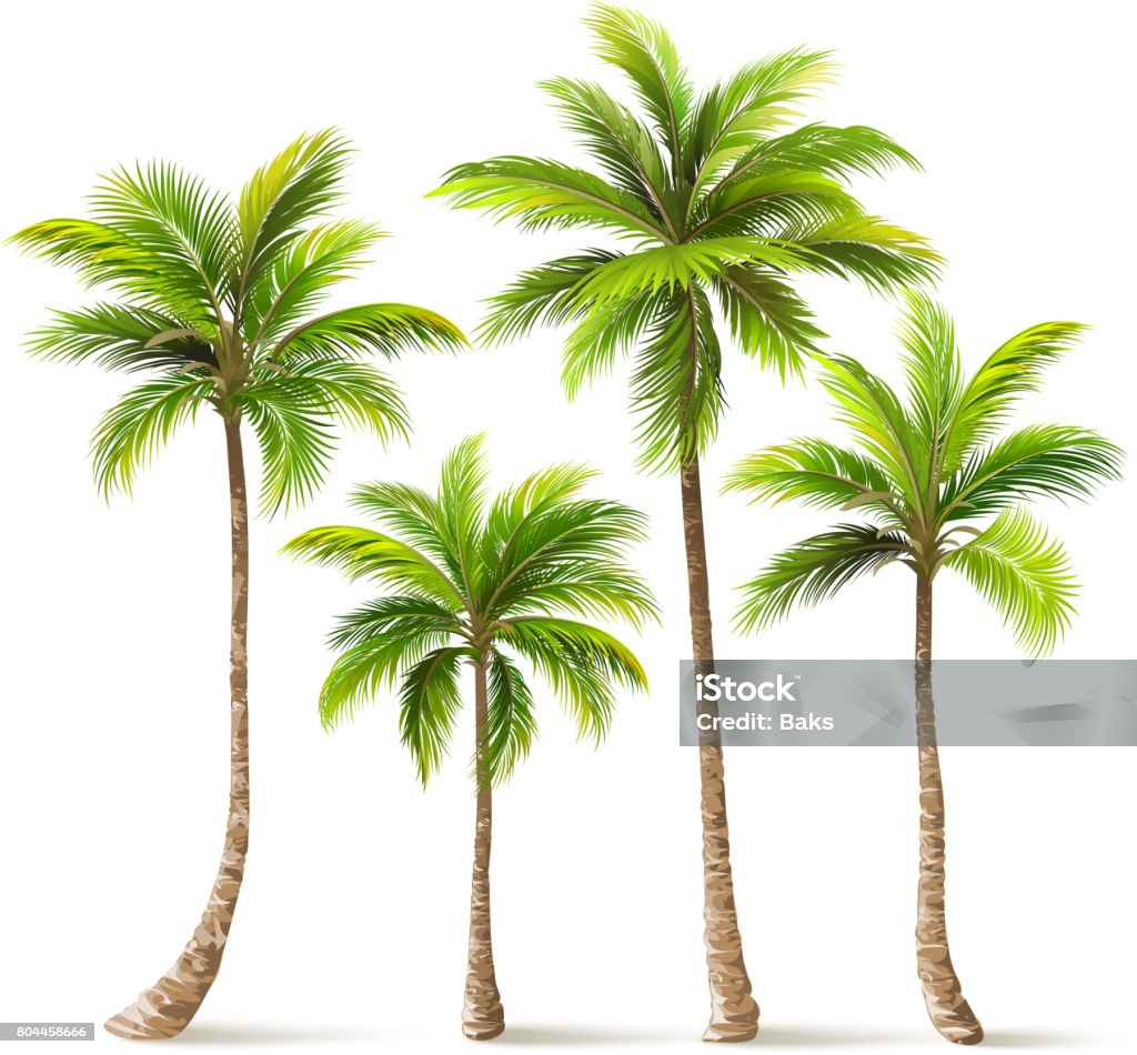 Conjunto de árvores de palma. Vector - Vetor de Palmeira royalty-free