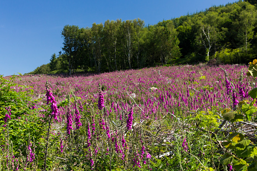 A sea of purple as foxgloves cover a hill recently felled woodland in Southwick, Dumfries and Galloway, Scotland.