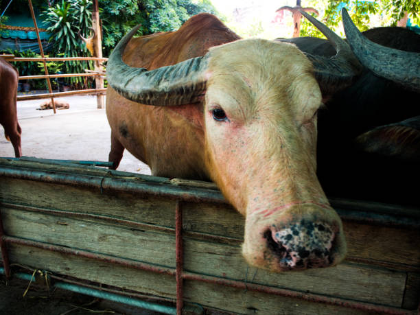 istock Thai buffalo in farm, Thailand 804461156