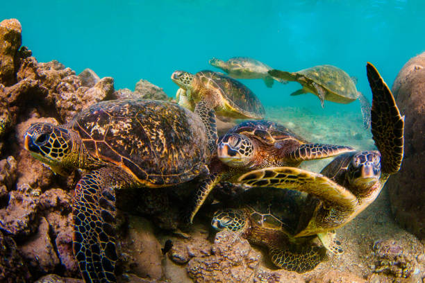istock Beautiful Hawaiian Green Sea Turtle 804469964