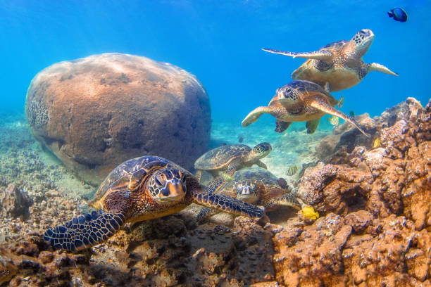 istock Beautiful Hawaiian Green Sea Turtle 804472092