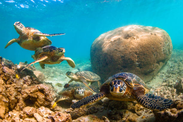 bellissima tartaruga marina verde hawaiana - stanislaus county foto e immagini stock