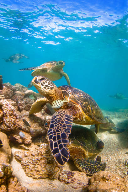 istock Beautiful Hawaiian Green Sea Turtle 804476398