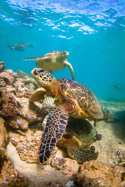 istock Beautiful Hawaiian Green Sea Turtle 804476534