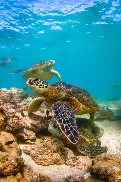 istock Beautiful Hawaiian Green Sea Turtle 804476538